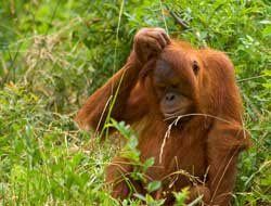 Confused-Primate Primate scratching his head.