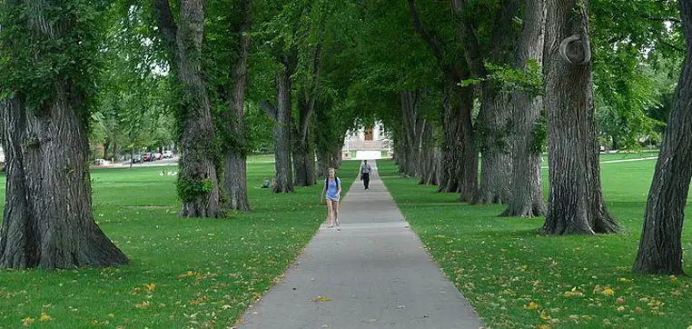 A paved pathway lined with tall trees runs through a green park, with a person walking in the distance and another person closer to the camera on the left side, reminiscent of the scenic campus grounds at Colorado State University.