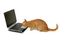 cat looking at laptop to find college coaches email addresses