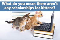 kittens trying to find the best scholarships