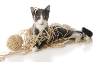 A cat playing with a ball of string.