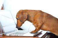 dog on computer looking up ivy league academic index