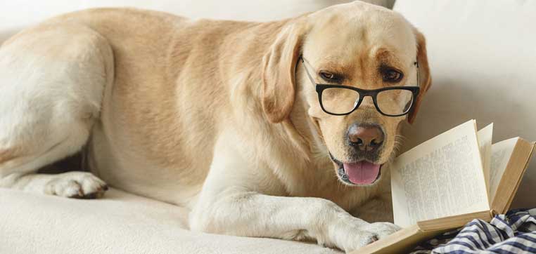 dog reading a book representing reading The Financial Aid Handbook