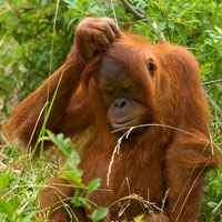 confused primate representing need to ask right person for letter of recommendation